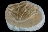 Partial Ogyginus Cordensis - Classic British Trilobite #75930-1